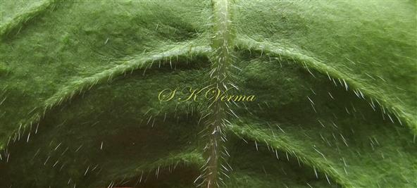  Leaf (Abaxial view)